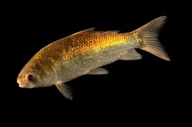 Image result for Ictiobus cyprinellus