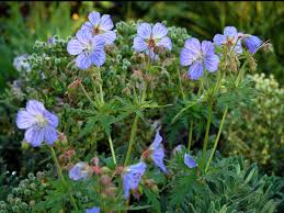 Attēlu rezultāti vaicājumam “Geranium pratense flower”