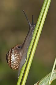 Attēlu rezultāti vaicājumam “Arianta arbustorum”