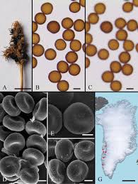 Attēlu rezultāti vaicājumam “Sphacelotheca hydropiperis”