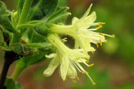 Attēlu rezultāti vaicājumam “Lonicera caerulea var. pallasii flower”