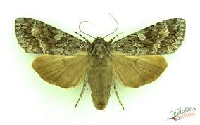 Attēlu rezultāti vaicājumam “Eurois occulta”