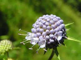 Image result for Succisella inflexa