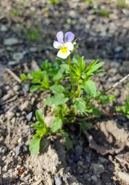 Attēlu rezultāti vaicājumam “Viola tricolor flower”