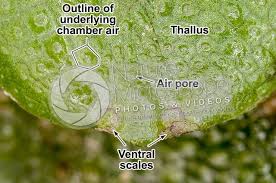Attēlu rezultāti vaicājumam “Conocephalum”