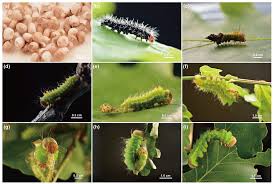 Attēlu rezultāti vaicājumam “Orthosia sp. larva”