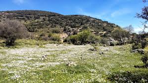 Attēlu rezultāti vaicājumam “Leporida”