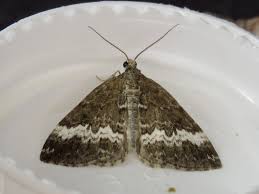 Attēlu rezultāti vaicājumam “Perizoma affinitata”