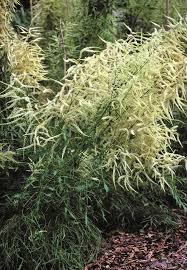 Image result for Aruncus dioicus