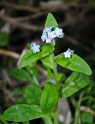 Image result for Myosotis sylvatica