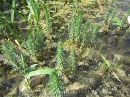 Attēlu rezultāti vaicājumam “Hippuridaceae”