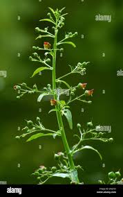 Attēlu rezultāti vaicājumam “Scrophularia umbrosa”