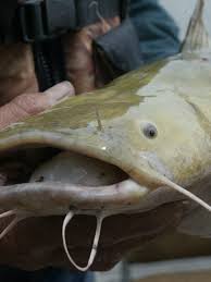 Image result for Pylodictis olivaris