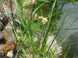 Attēlu rezultāti vaicājumam “Bolboschoenus maritimus”
