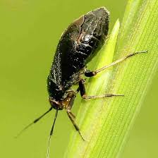 Attēlu rezultāti vaicājumam “Capsus ater”