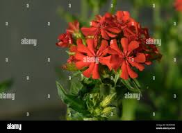 Image result for Lychnis chalcedonica `Dusky Salmon`