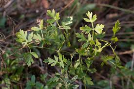 Attēlu rezultāti vaicājumam “Peucedanum oreoselinum flower”