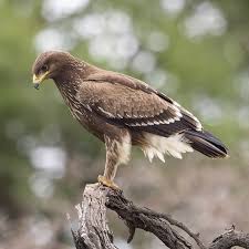 Attēlu rezultāti vaicājumam “Aquila pomarina adult”