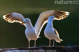 Attēlu rezultāti vaicājumam “Larus marinus”