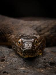 Attēlu rezultāti vaicājumam “Lophozia capitata”