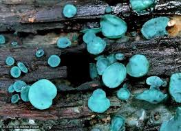 Attēlu rezultāti vaicājumam “Chlorociboria aeruginascens”