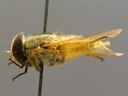 Attēlu rezultāti vaicājumam “Atylotus sp.”