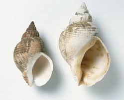 Image result for Buccinum undatum