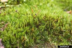 Attēlu rezultāti vaicājumam “| Dicranum”