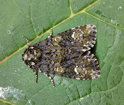 Attēlu rezultāti vaicājumam “Craniophora ligustri”