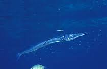 Image result for Belone belone