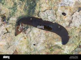 Attēlu rezultāti vaicājumam “Haemopis sanguisuga”