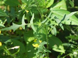Attēlu rezultāti vaicājumam “Sisymbrium loeselii flower”