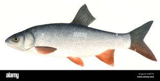 Image result for Leuciscus idus