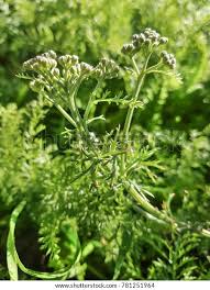 Attēlu rezultāti vaicājumam “Selinum carvifolia leaf”