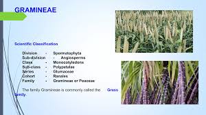 Attēlu rezultāti vaicājumam “Gramineae”