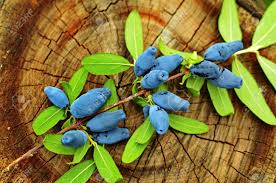 Attēlu rezultāti vaicājumam “Sesleria caerulea fruit”