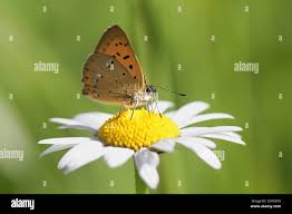 Attēlu rezultāti vaicājumam “Lycaena virgaureae underside”