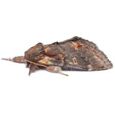 Attēlu rezultāti vaicājumam “Notodonta dromedarius”