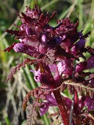 Attēlu rezultāti vaicājumam “Pedicularis palustris leaf”