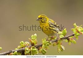 Image result for Serinus serinus