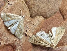 Attēlu rezultāti vaicājumam “Parapoynx stratiotata”