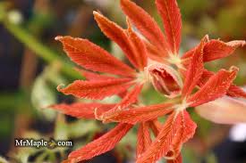 Attēlu rezultāti vaicājumam “Aesculus x neglecta flower”