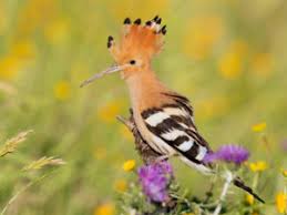 Attēlu rezultāti vaicājumam “Upupa epops adult”