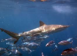 Image result for Carcharhinus brachyurus