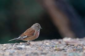Attēlu rezultāti vaicājumam “Carduelis cannabina”
