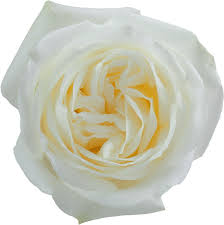 Image result for White Rose Polo Club