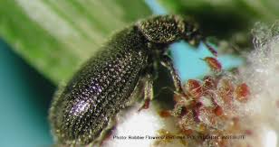 Attēlu rezultāti vaicājumam “Lycogala botrydium”