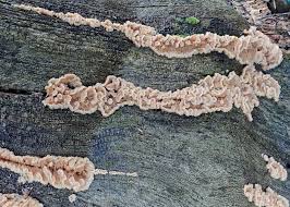 Attēlu rezultāti vaicājumam “Phlebia tremellosa”