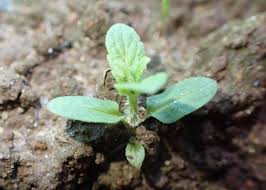 Attēlu rezultāti vaicājumam “Stachys palustris bud”