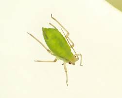 Attēlu rezultāti vaicājumam “Drepanosiphum platanoidis exuvia”